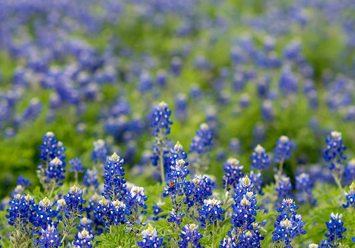 Experience Bluebonnet Season Near Your San Antonio Home
